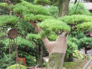 ㈱庭藤造園 (22).jpg